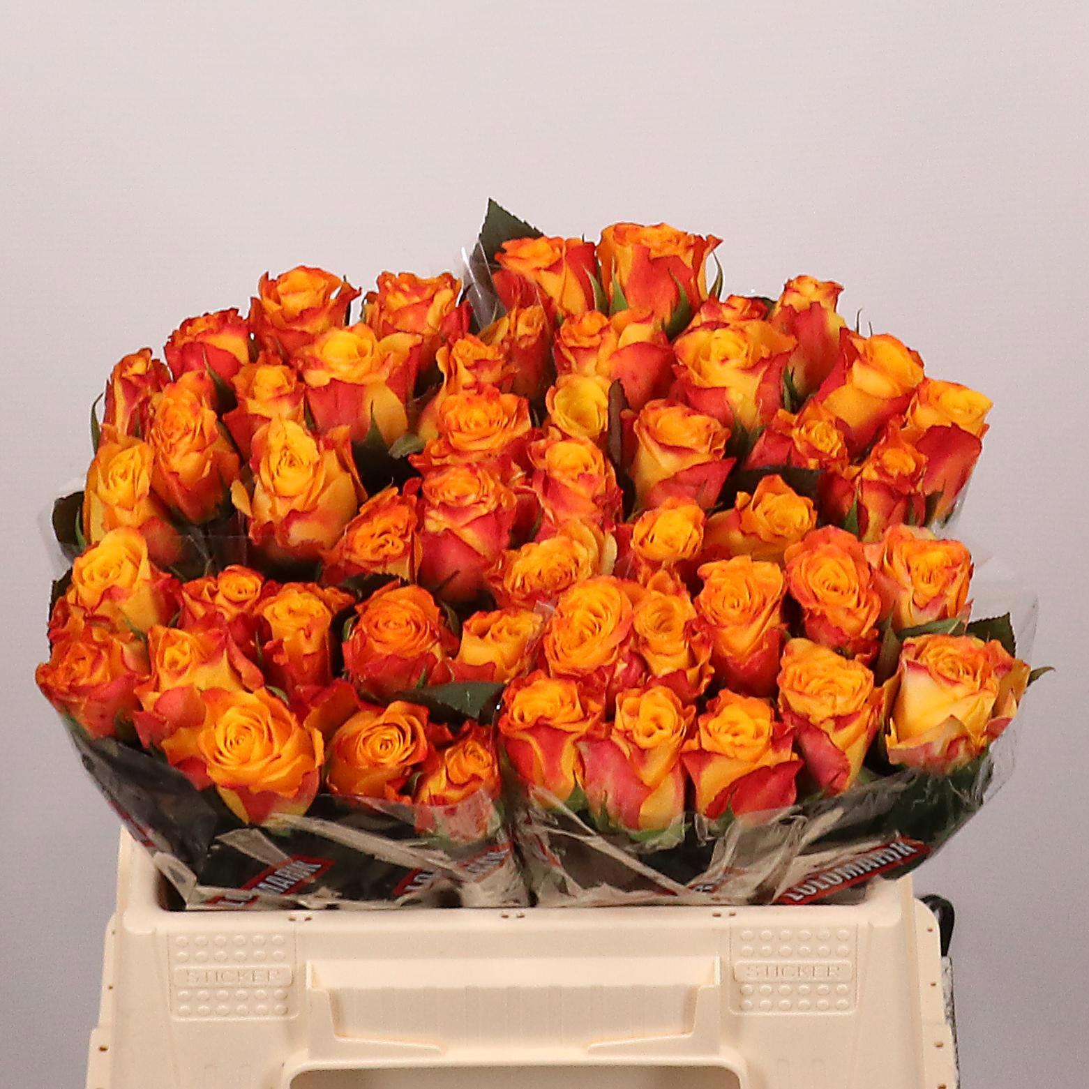 20x Rosa marie-claire! 30cm
