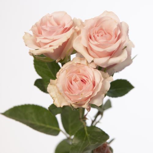 10x Rosa sweet porcelina 60cm