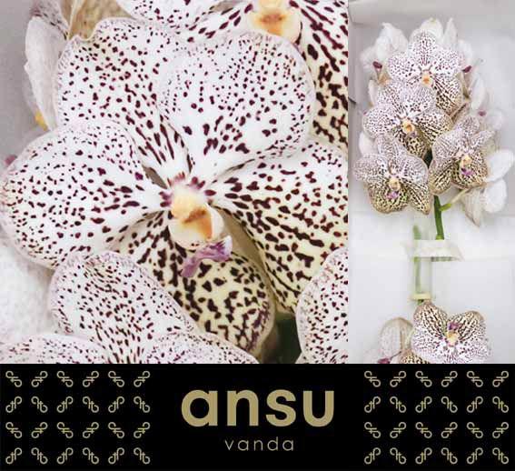 16x Vanda purple confetti 10cm