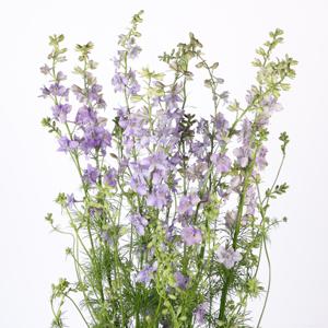 10x Delph.aj.qis violet lilac 80cm
