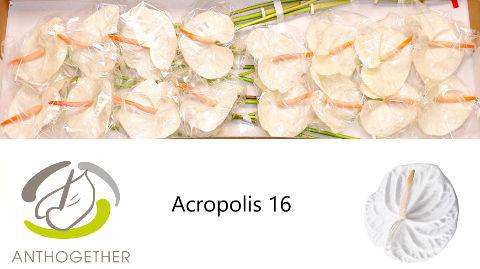 16x Anth.acropolis 10cm