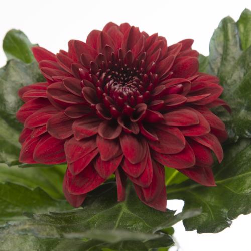 10x Chrysant pip red g 70cm