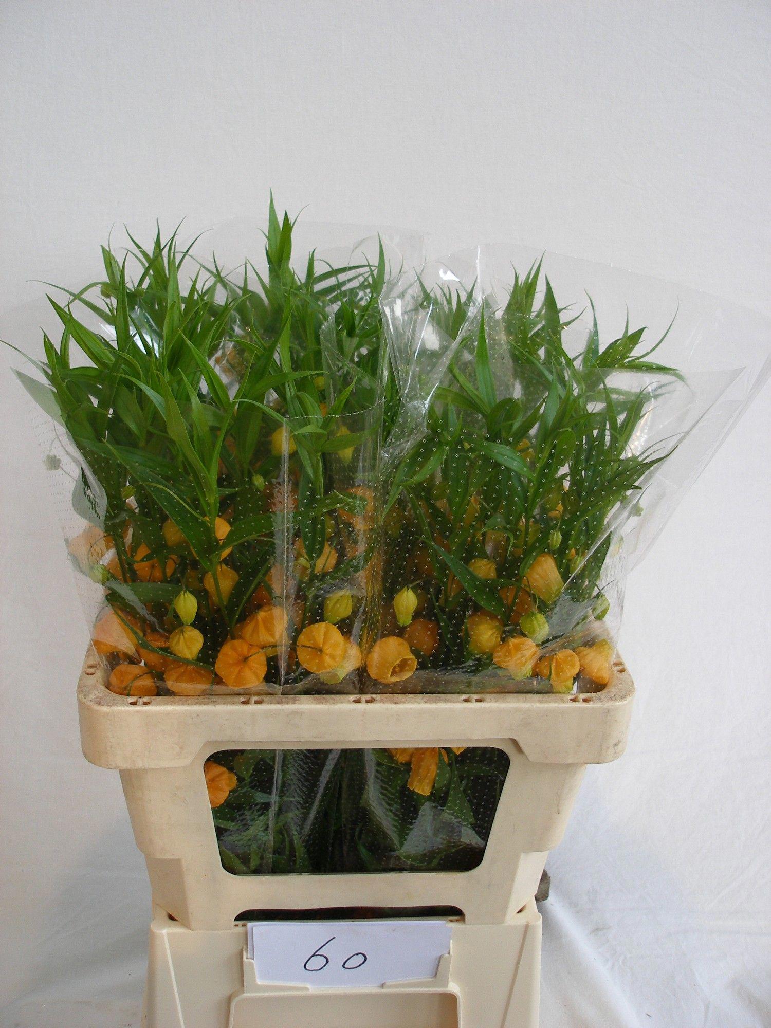 10x Sandersonia 60cm