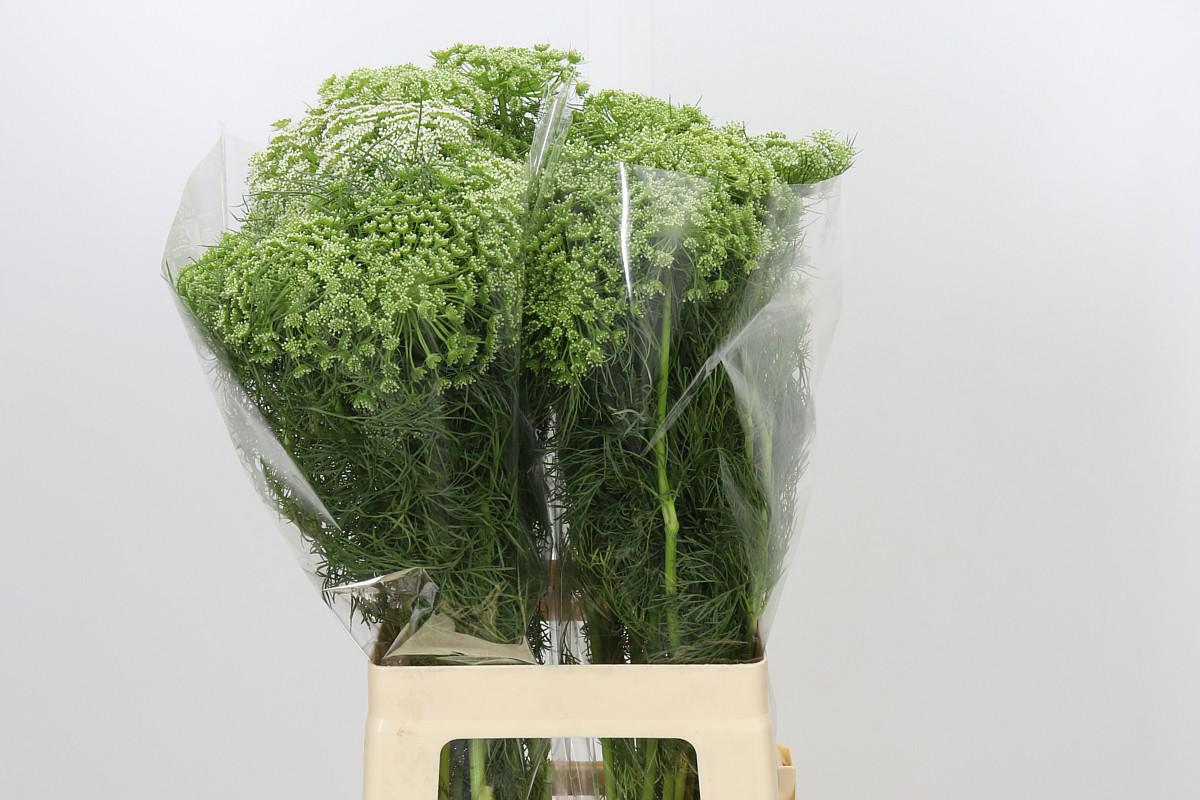 25x Ammi visnaga 70cm