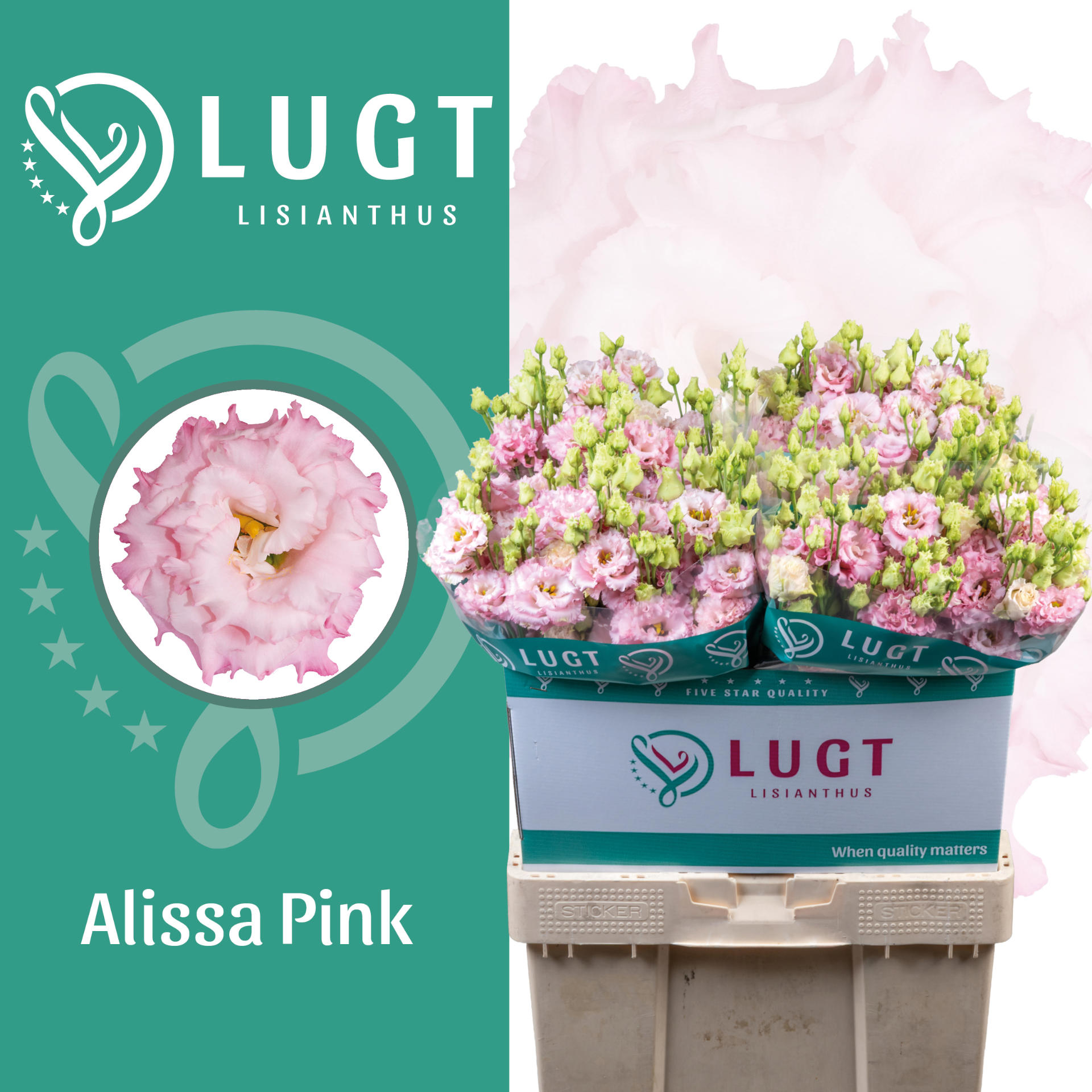 10x Eust.alissa pink du 70cm