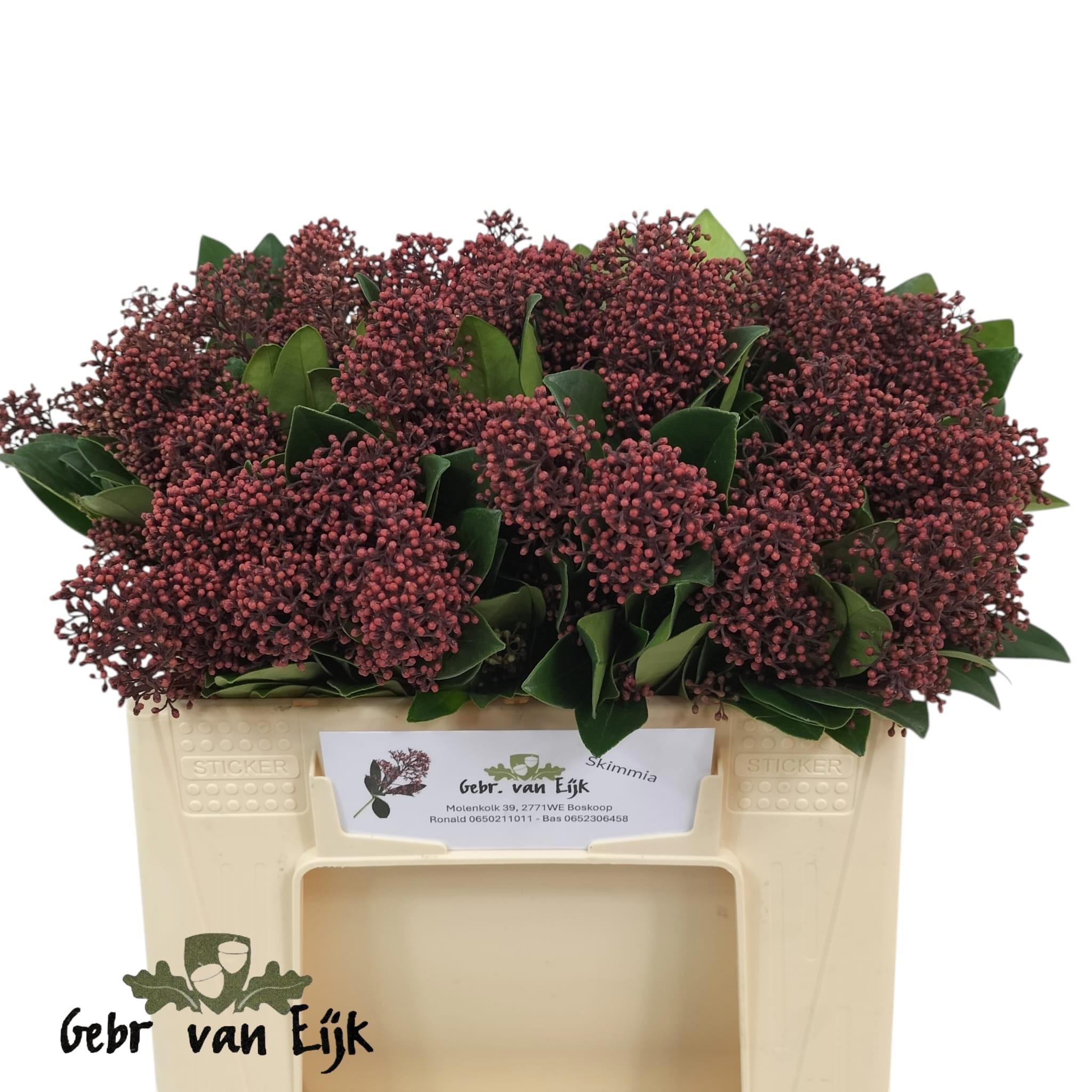 10x Skimmia rubella 30cm