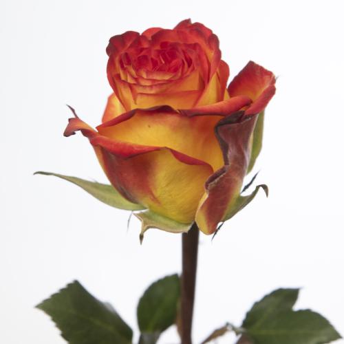 10x Rosa firefox 50cm