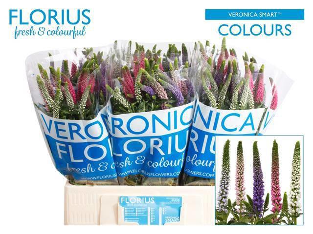 25x Veron.smart colours mix/pak 60cm