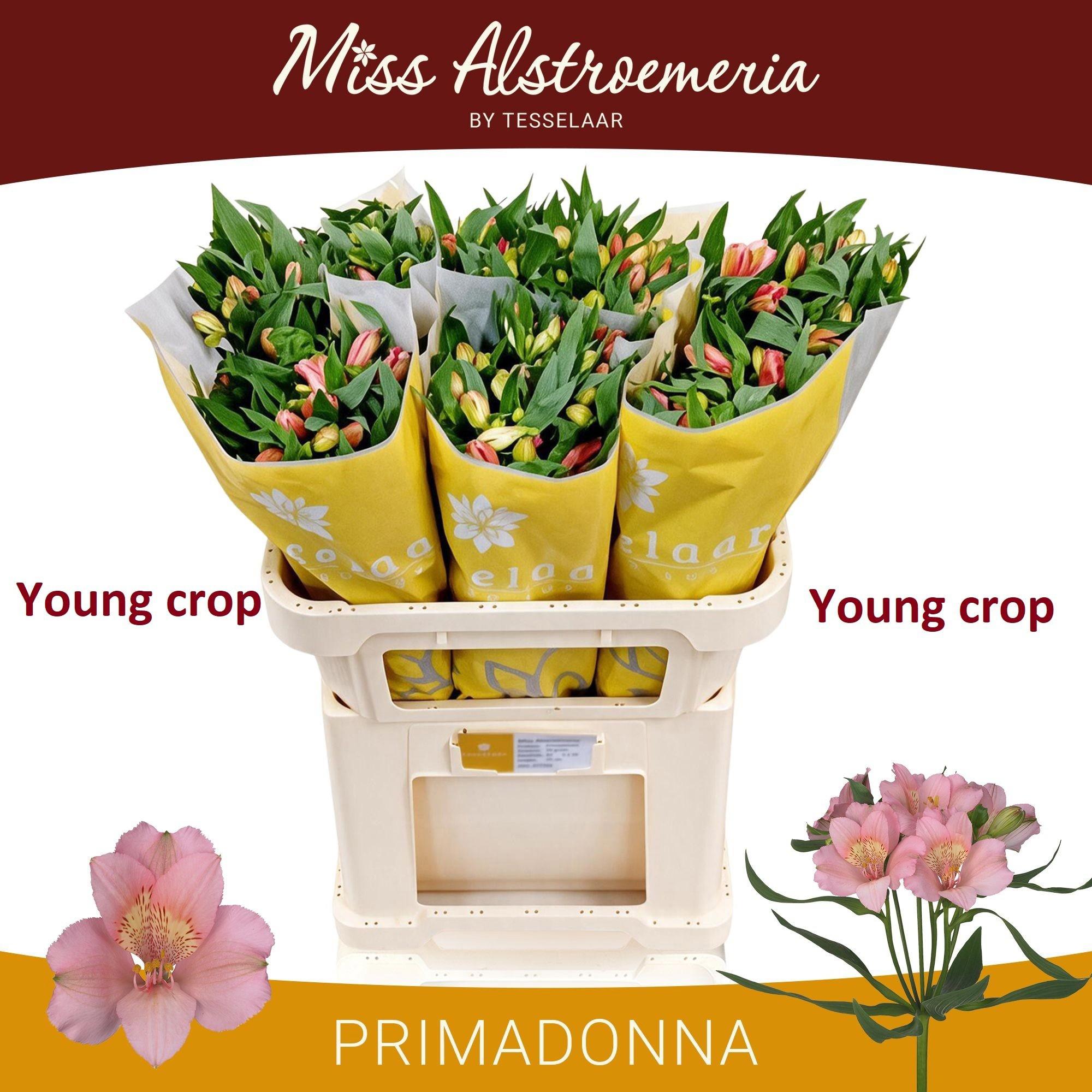 10x Alstroemeria primadonna 70cm