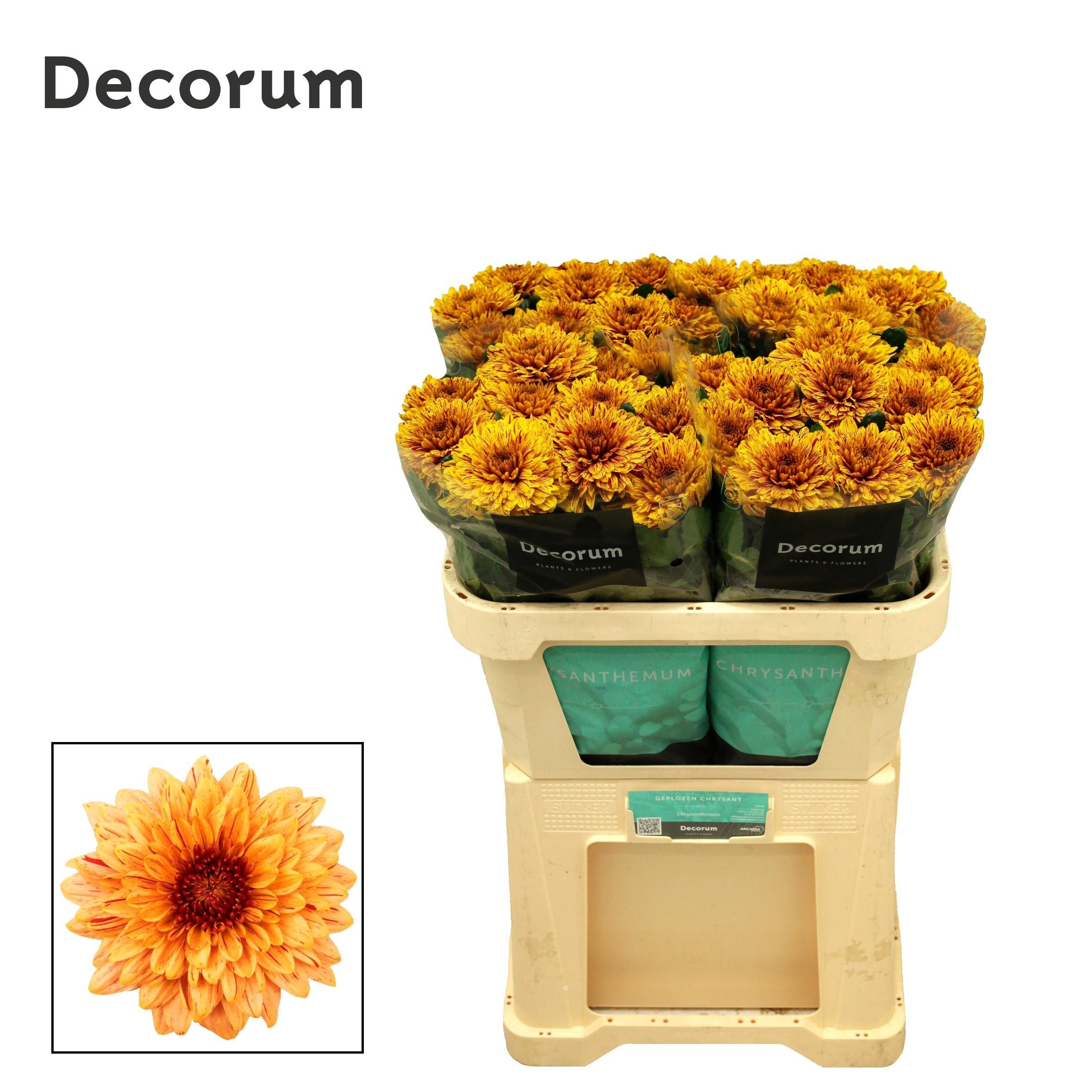 10x Chrysant pip sunny g 70cm