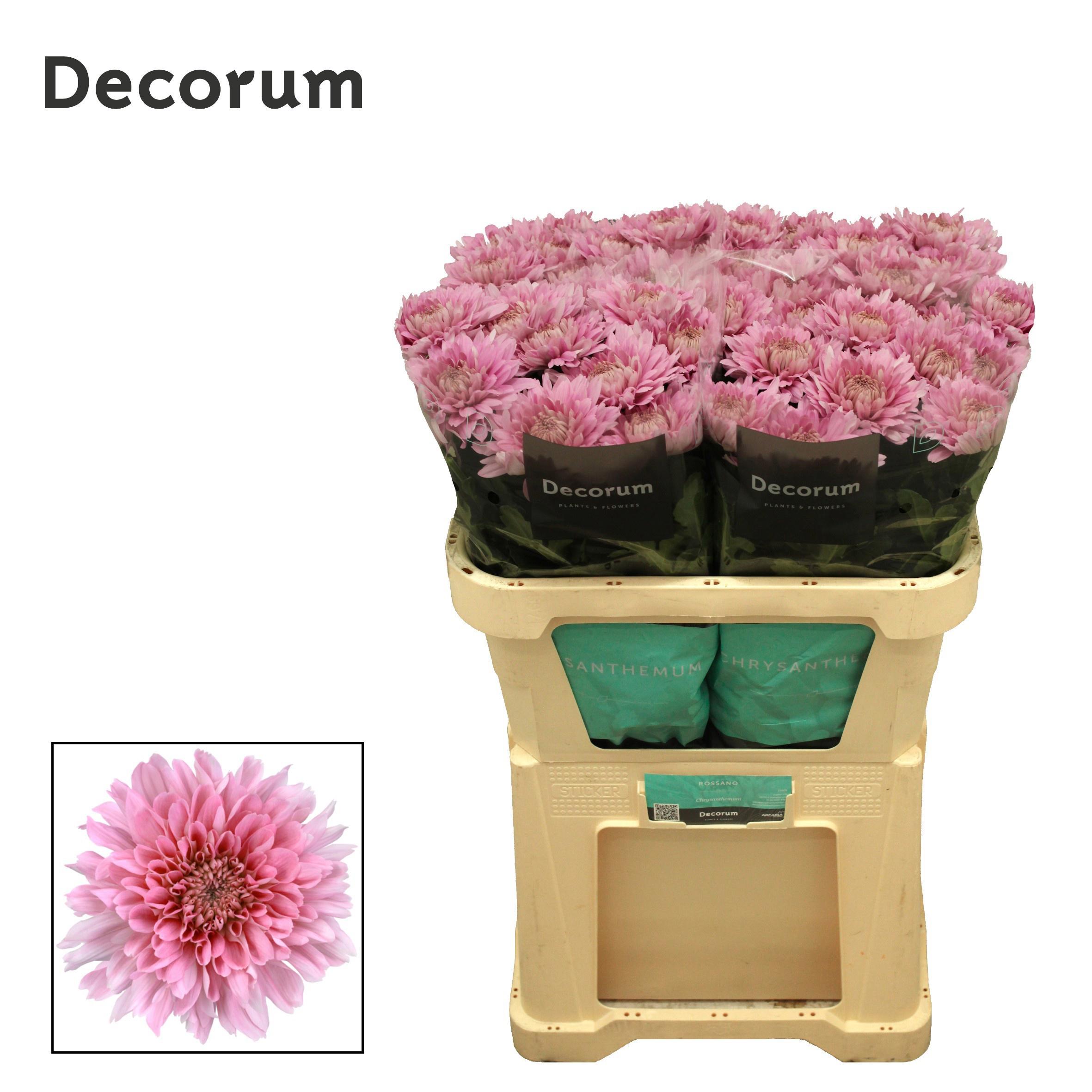 10x Chrysant kalimba g 70cm