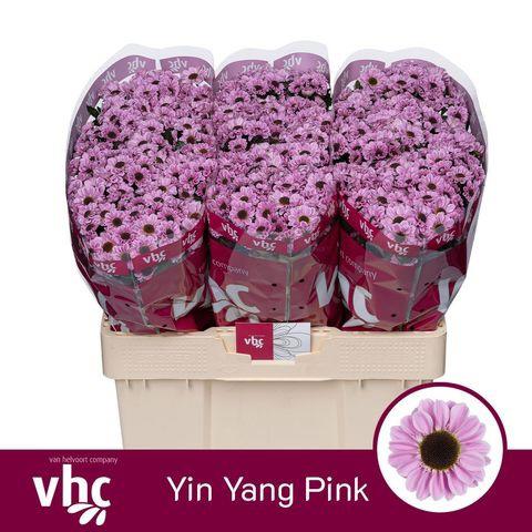 25x Chrysant san.madiba tyolo pink 50cm