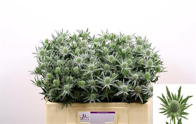 10x Eryngium sirius questar 60cm