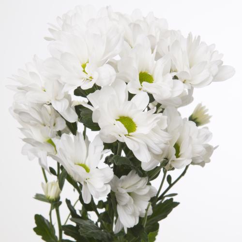 10x Chrysant kennedy 70cm