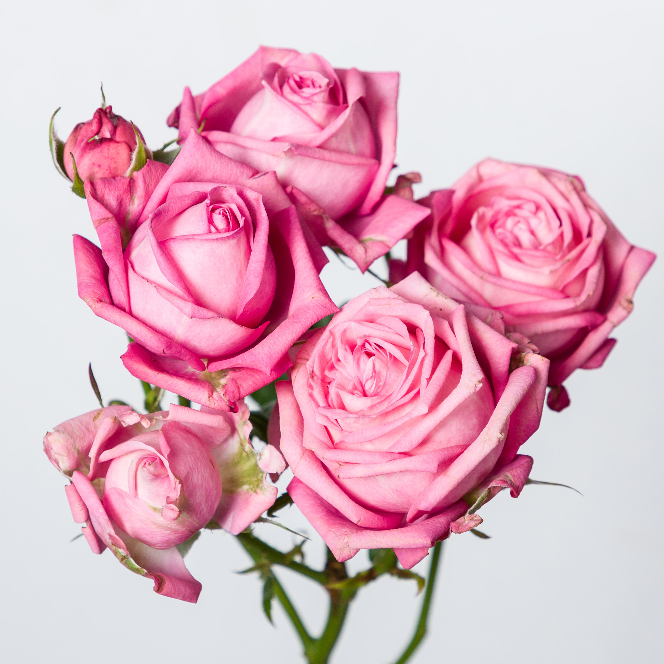10x Rosa sweet bubbles + 50cm