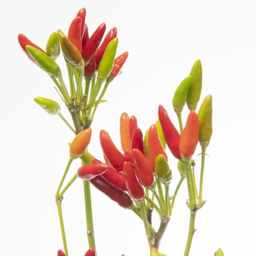 1x Sf capsicum red fire 50cm