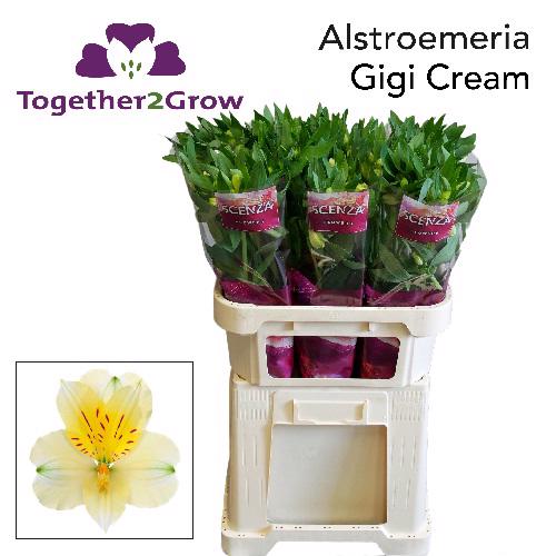 10x Alstroemeria gigi cream 70cm
