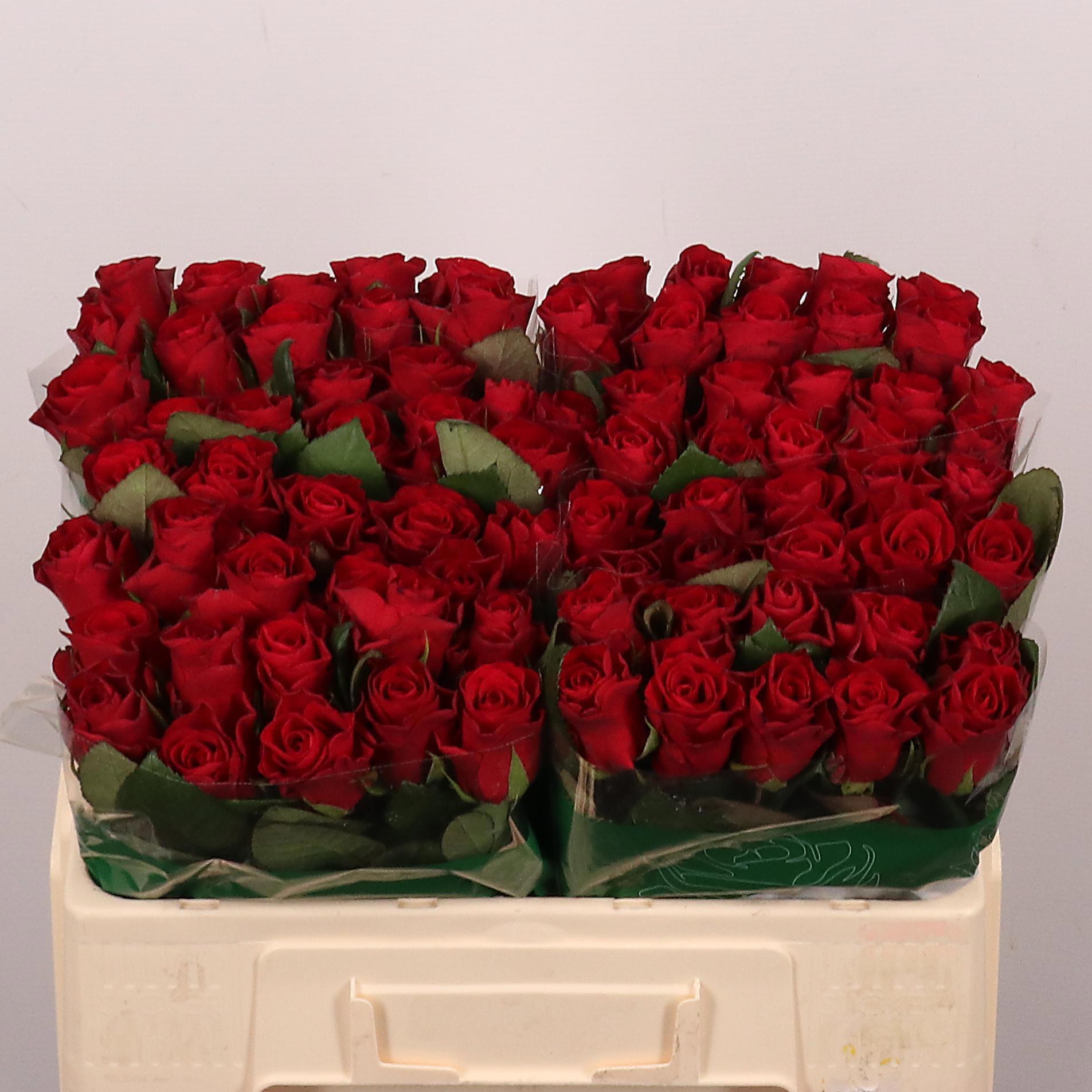 20x Rosa red tacazzi+ 50cm