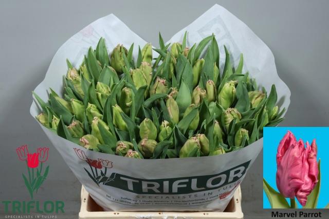 50x Tulipa marvel parrot pa 40cm