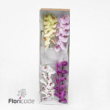 10x Phal.mix var. 80cm