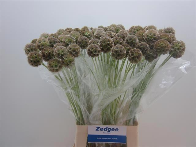 20x Scabiosa stellata 70cm