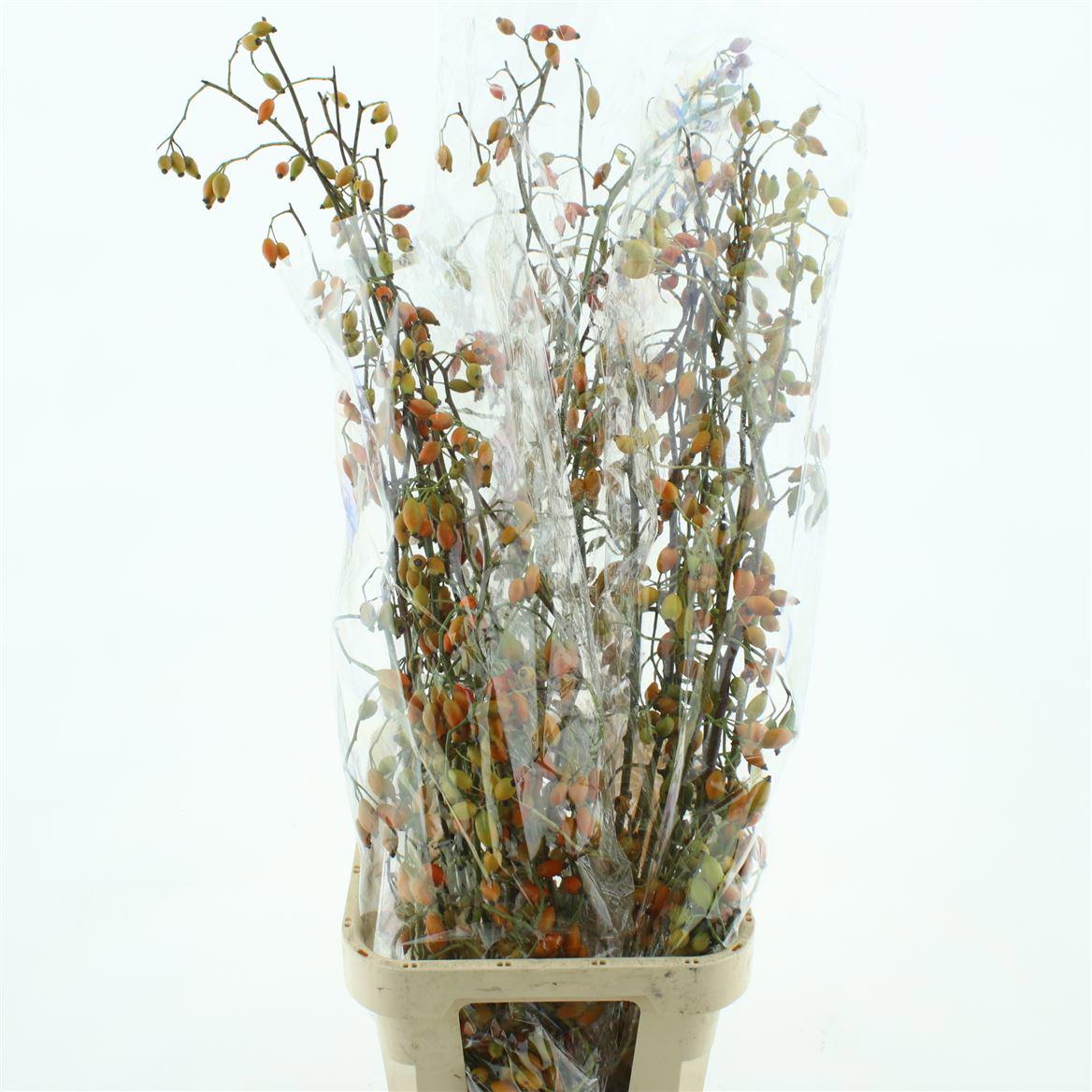 30x Rosa zaffiro 80cm