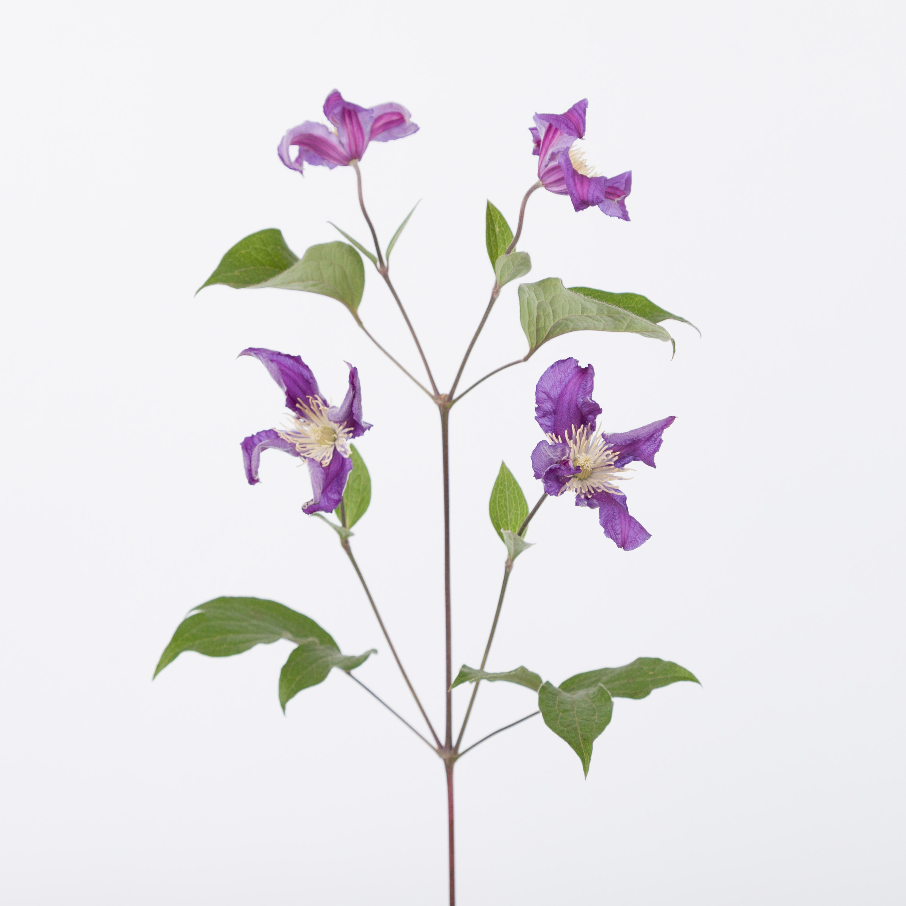 10x Clematis blue pirouette 60cm