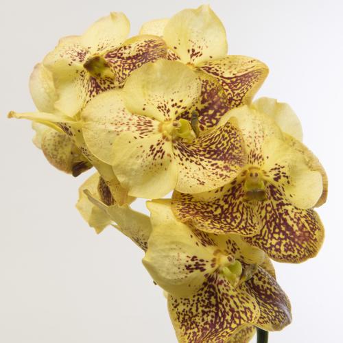 16x Vanda sun.yellow henna 10cm