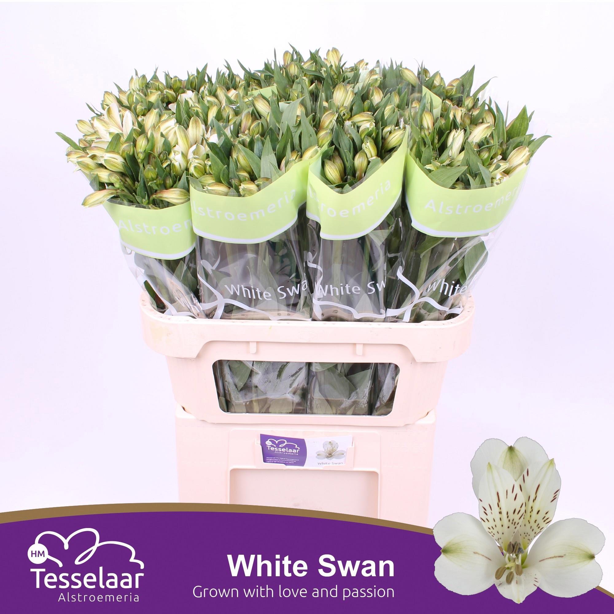 10x Alstroemeria white swan 70cm