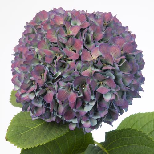 5x Hydr.pimpernel classic 80cm