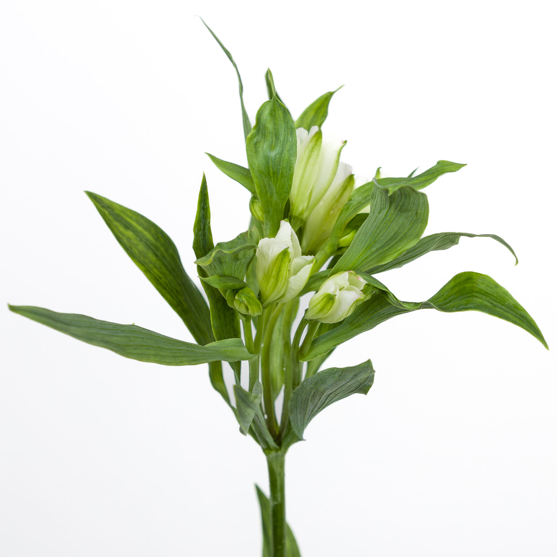 10x Alstroemeria flor.charmelia white 70cm