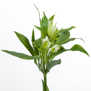 10x Alstroemeria flor.charmelia white 70cm