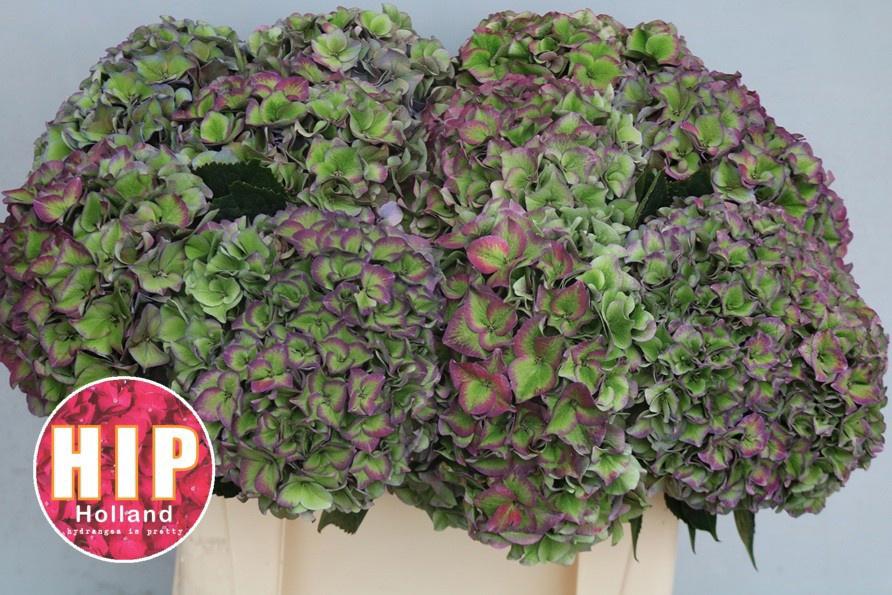 10x Hydr.rodeo paars classic 50cm