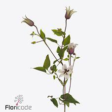10x Clematis amazing sevilla 60cm