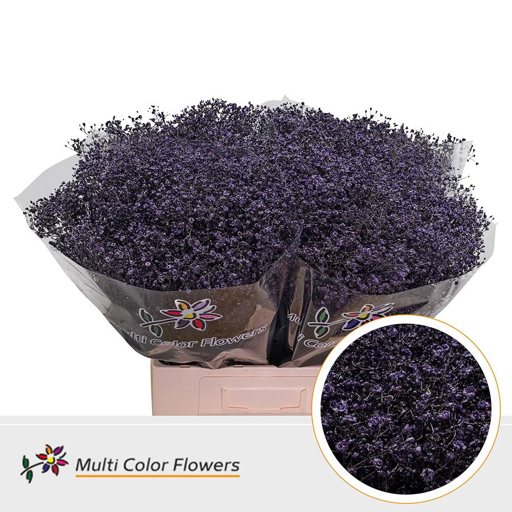 25x Gipskruid m.stars lila 70cm