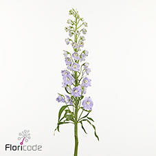 10x Delph.triton lavender 80cm