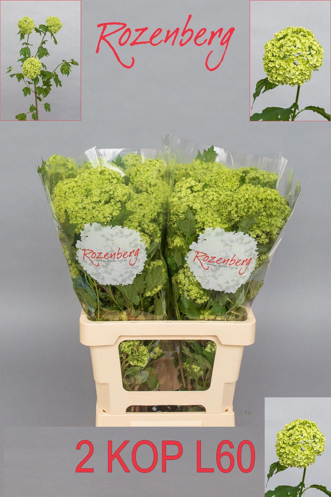 10x Vibur.roseum 60cm
