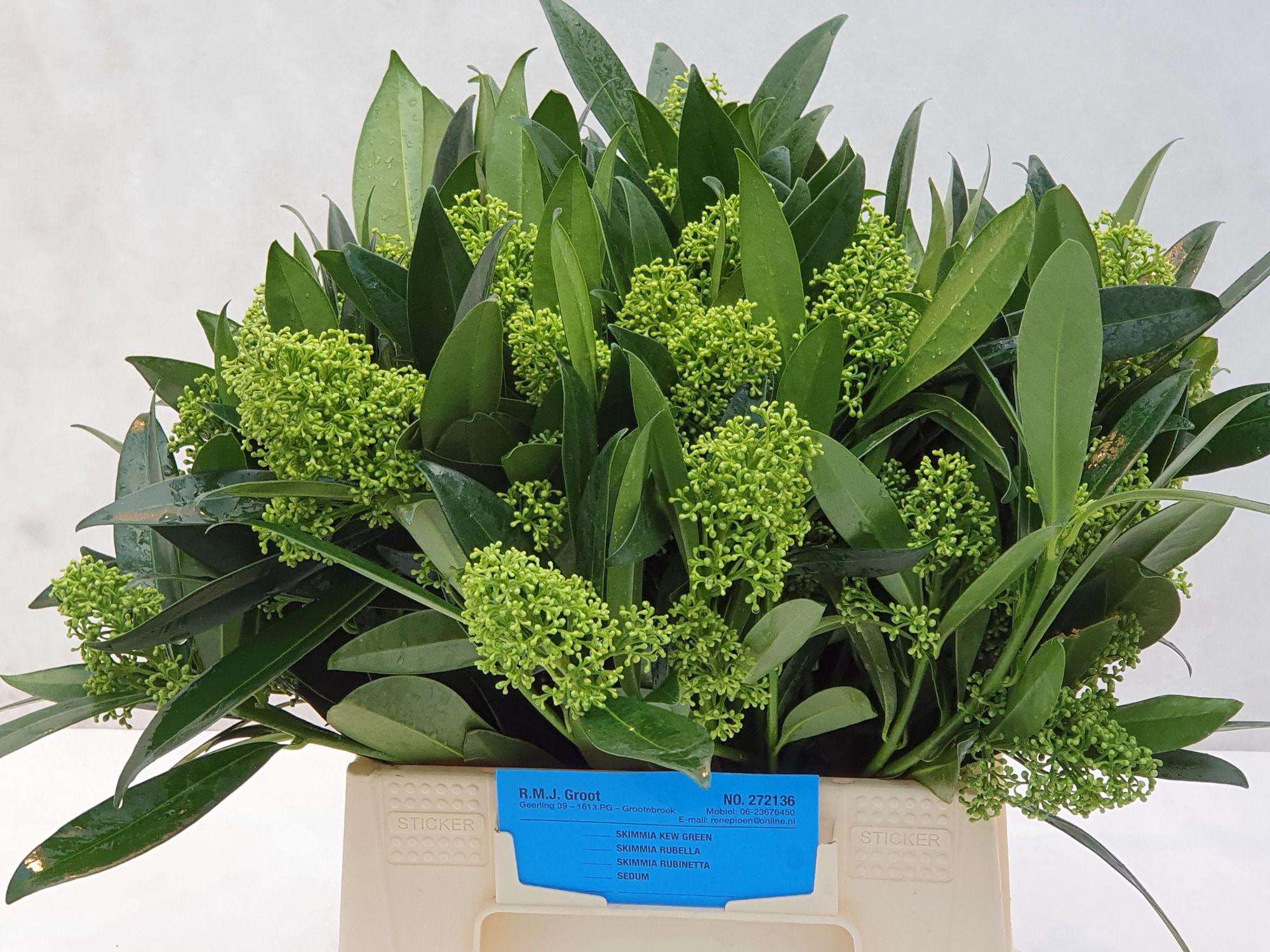 5x Skimmia kew green 40cm