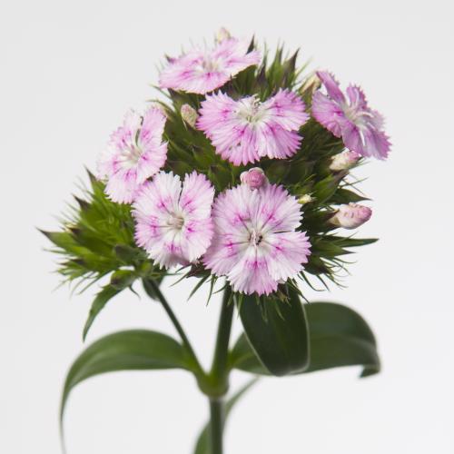 50x Dian.bar.amazon rose magic 50cm
