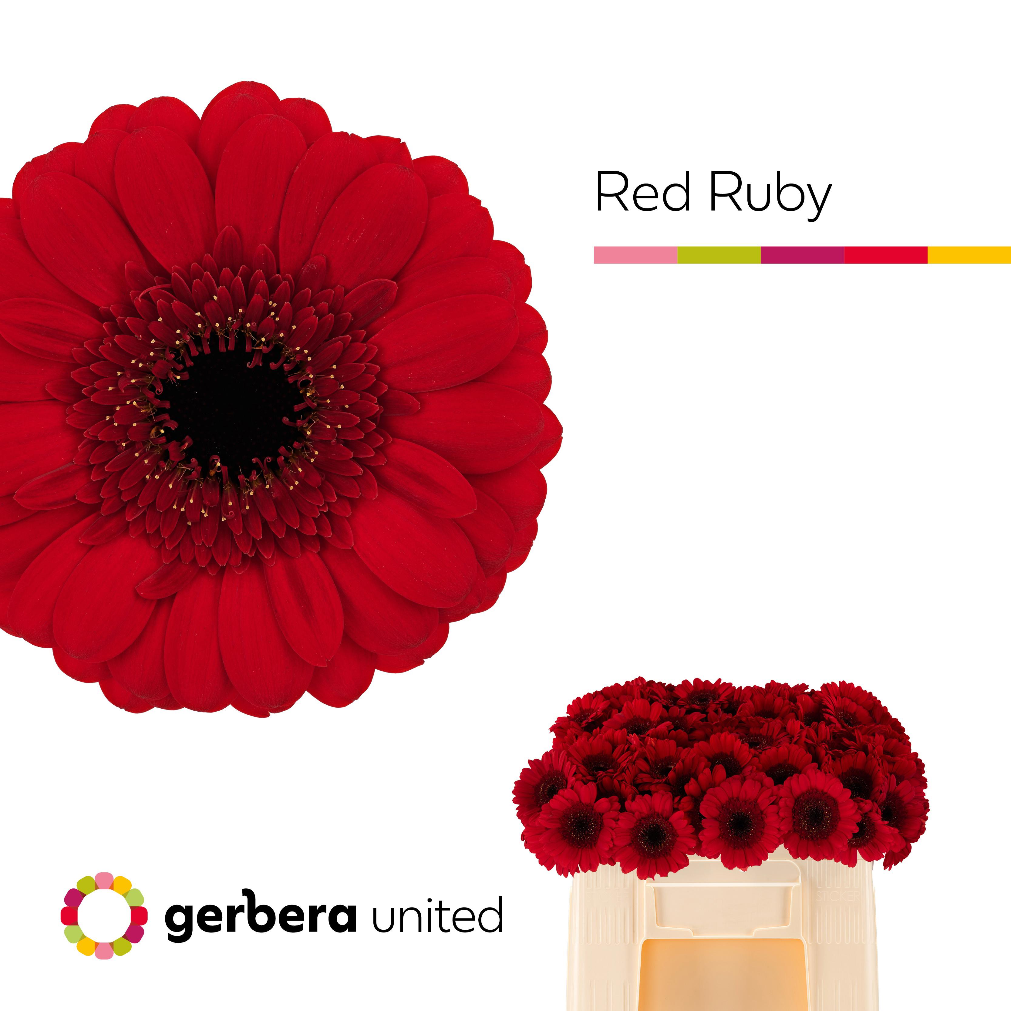 20x Germ.red ruby 50cm