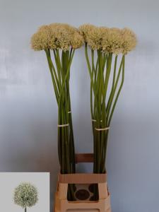 10x Allium mount everest 80cm