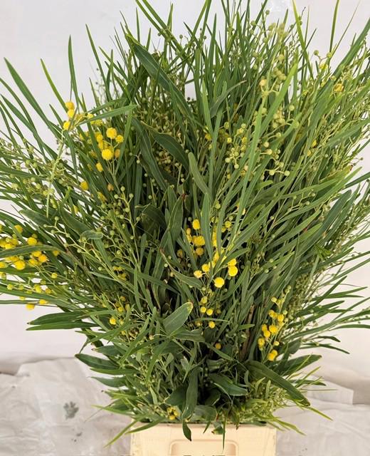5x Acacia floribunde 60cm