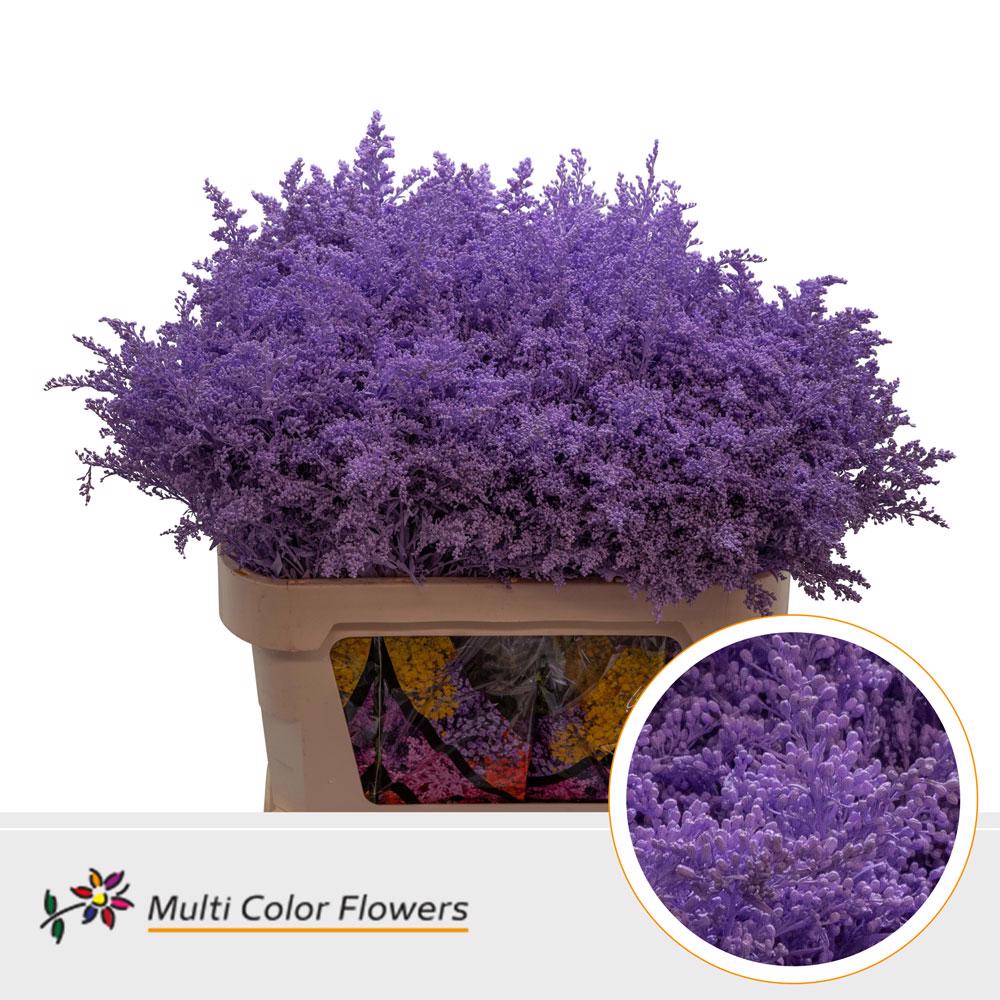 25x Solid.(v) milka 80cm