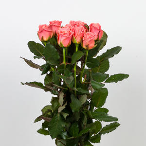 10x Rosa miss piggy+ 40cm