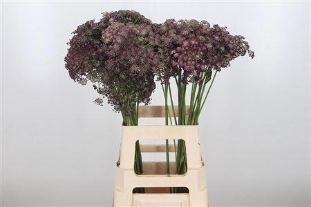 25x Daucus dara 70cm
