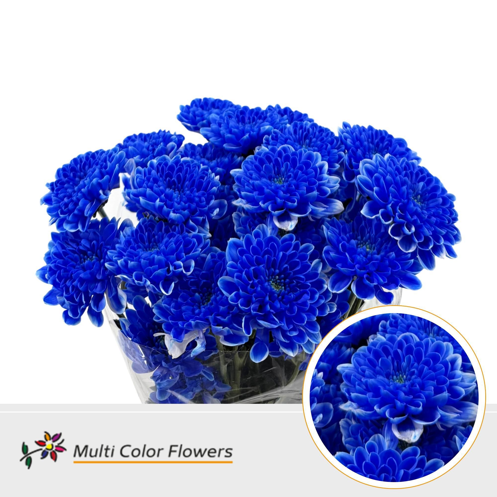 10x Chrysant altaj blauw 60cm
