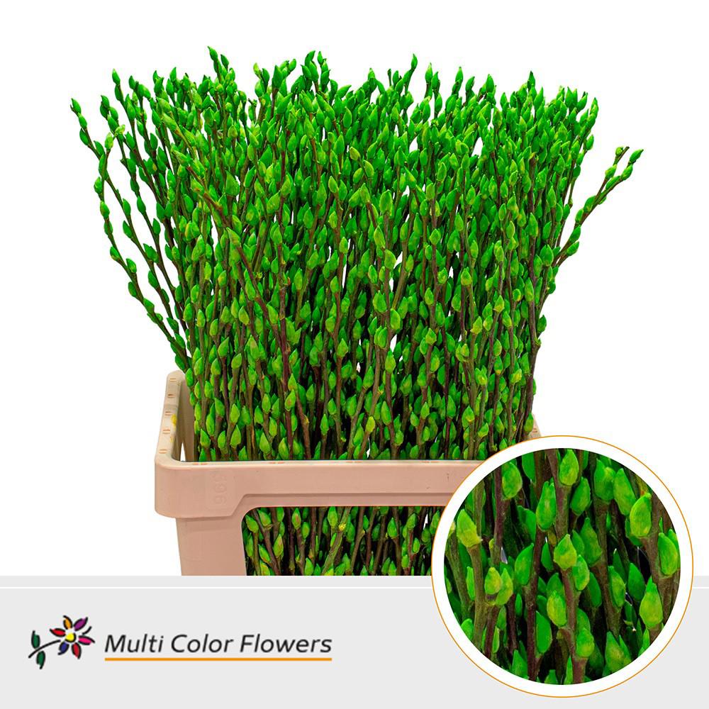 50x Tk salix katjes appel groen 70cm
