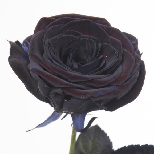 20x Rosa col.g.zwart 70cm