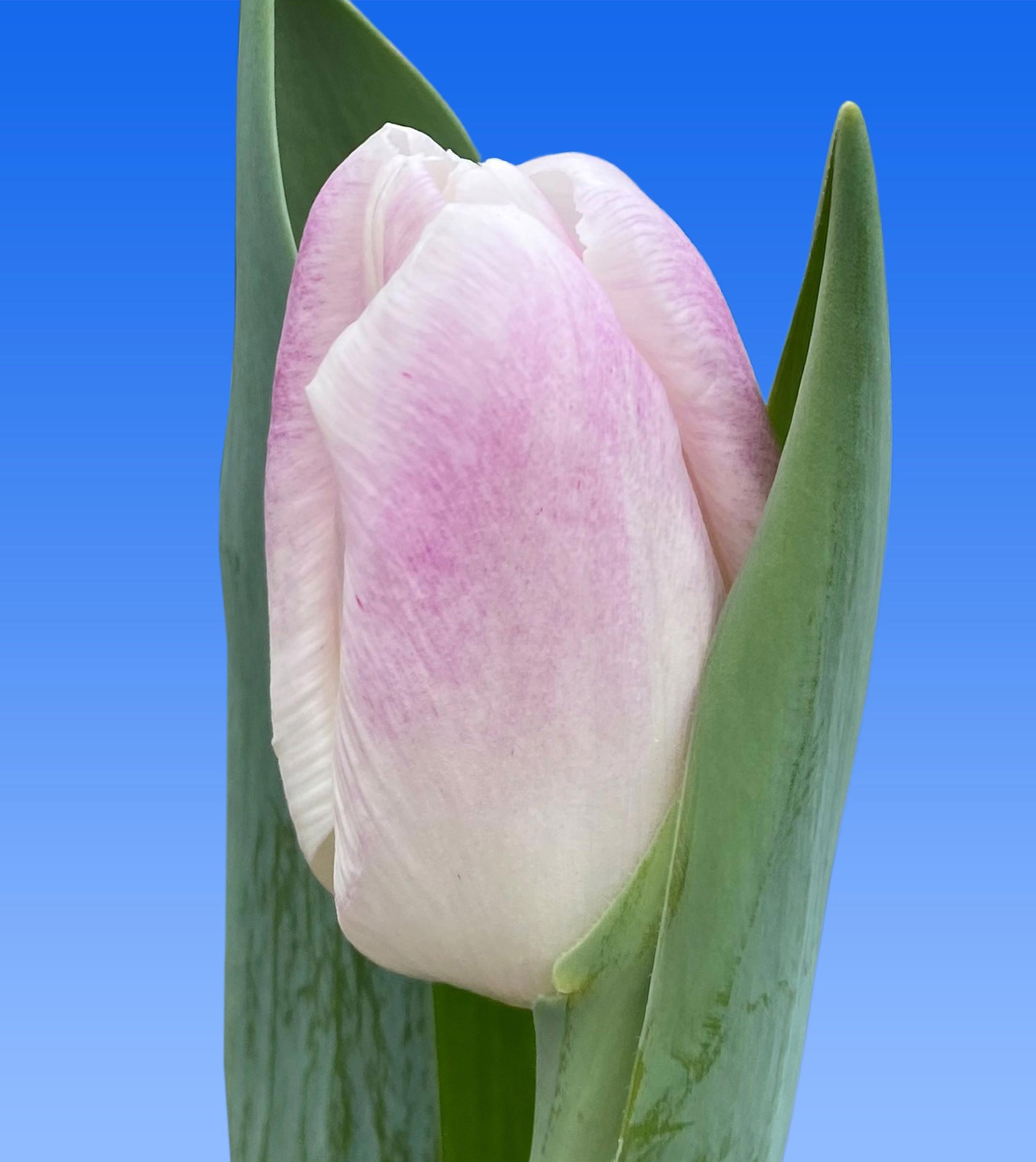50x Tulipa ghost en 40cm