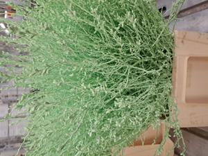 25x Tk myrica mintgroen 60cm